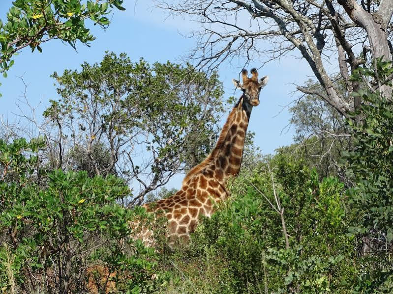 Abba Game Lodge Modimolle Exterior photo